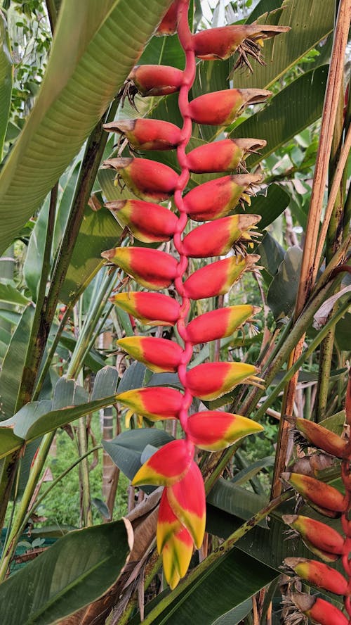 Ingyenes stockfotó egyedi, különböző, piros virágok témában