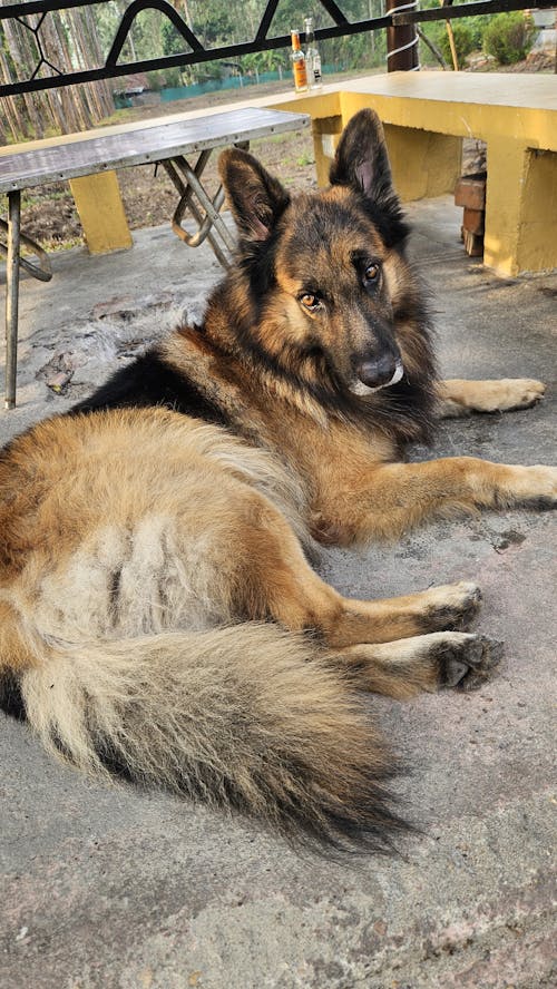 Δωρεάν στοκ φωτογραφιών με γερμανικό σιντριβάνι, καφέ σκυλί, μαύρος σκύλος