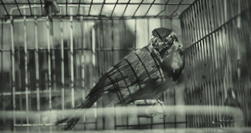 傷心, 智慧, 瘋狂的鳥 的 免費圖庫相片