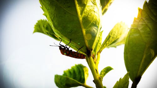 特寫昆蟲攝影在葉子上