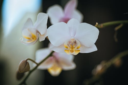 Základová fotografie zdarma na téma orchidej