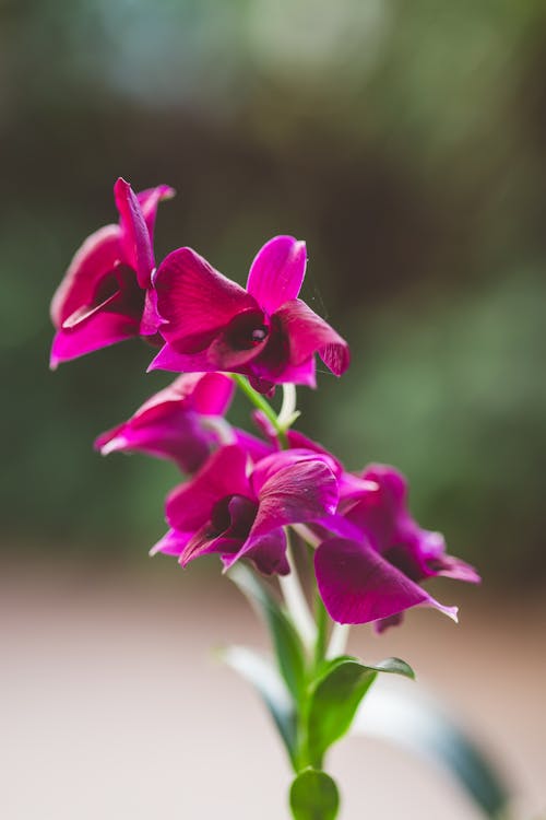 Gratis arkivbilde med orkidé, rosa, rose🔥