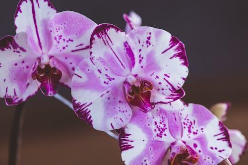 Gratis lagerfoto af lyserød, Orkidé, rose🔥