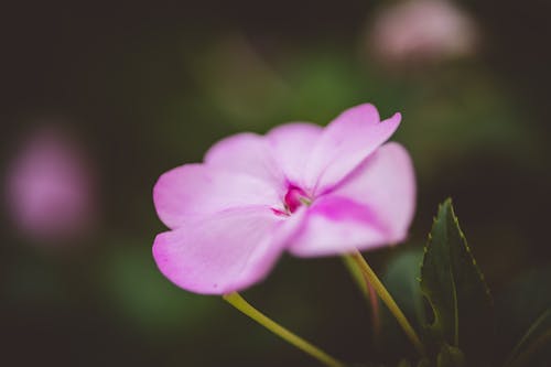 Gratis lagerfoto af lyserød, Orkidé, rose🔥