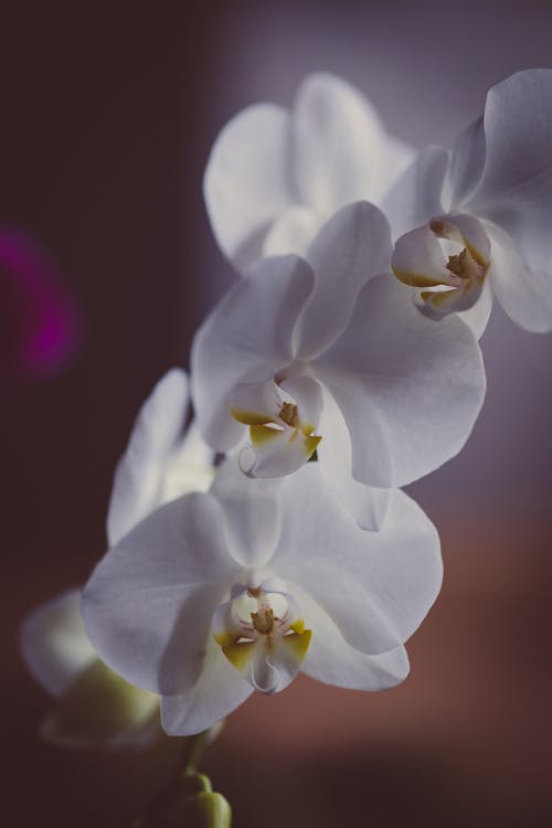 Gratis lagerfoto af Orkidé