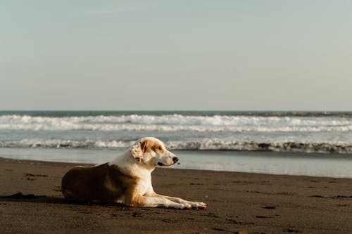 Perro en la playa