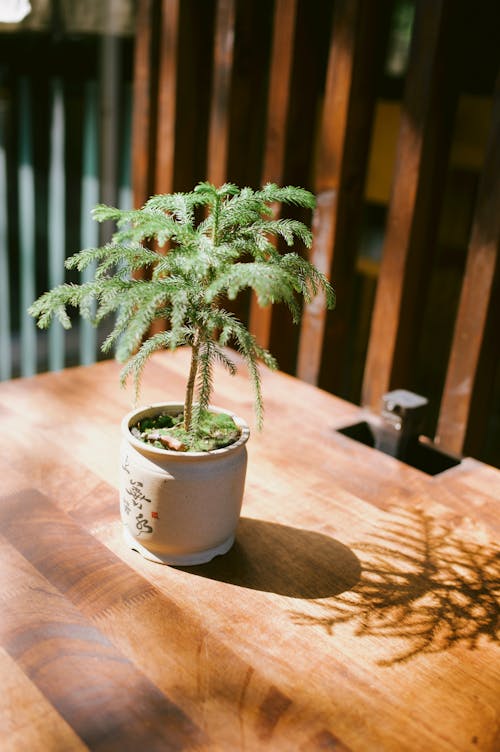 A small plant in a potted plant on a table