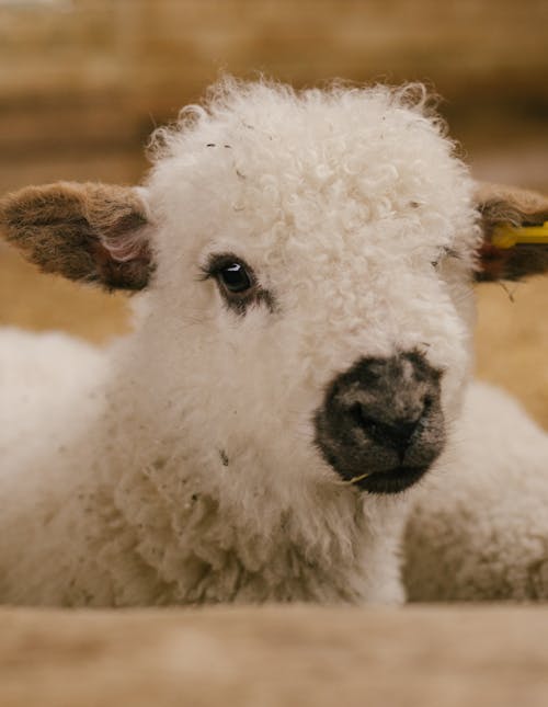 Close-up of a Lamb on a Farm 