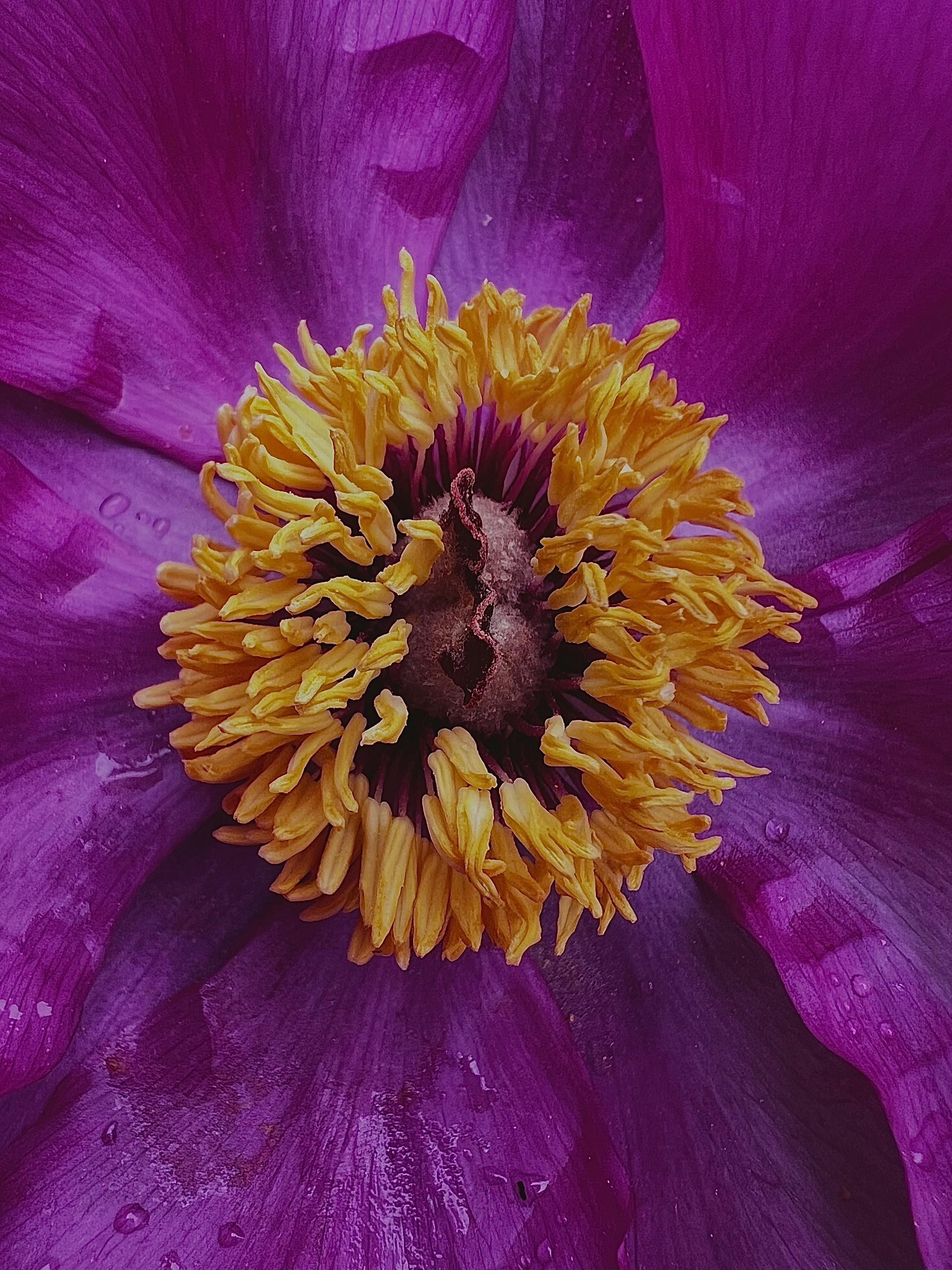 [ColoSach]-close-up-of-a-vibrant-purple-flower-with-yellow-stamens-covered-in-dew.