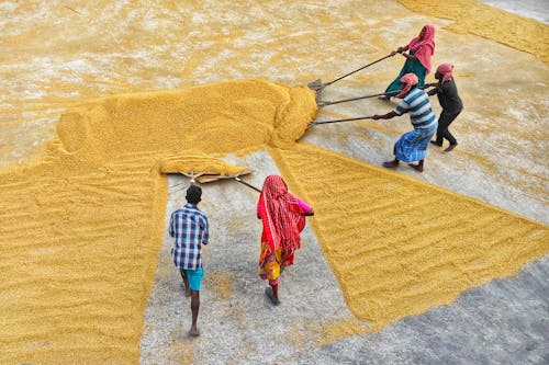 Golden paddy collector.