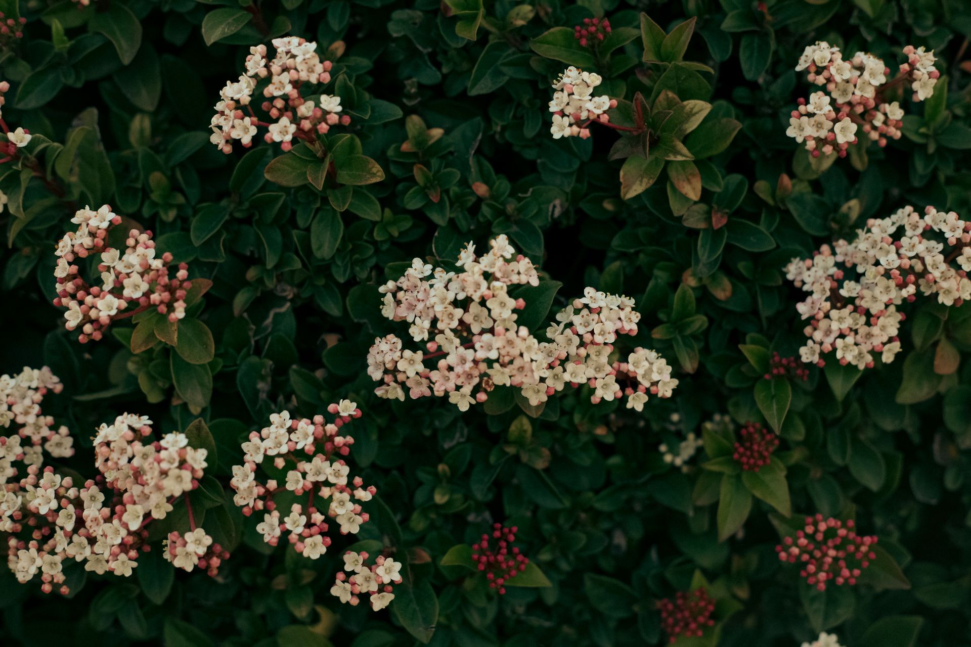Dense green foliage with clusters of vibrant pink Viburnum flowers, evoking a sense of natural beauty.