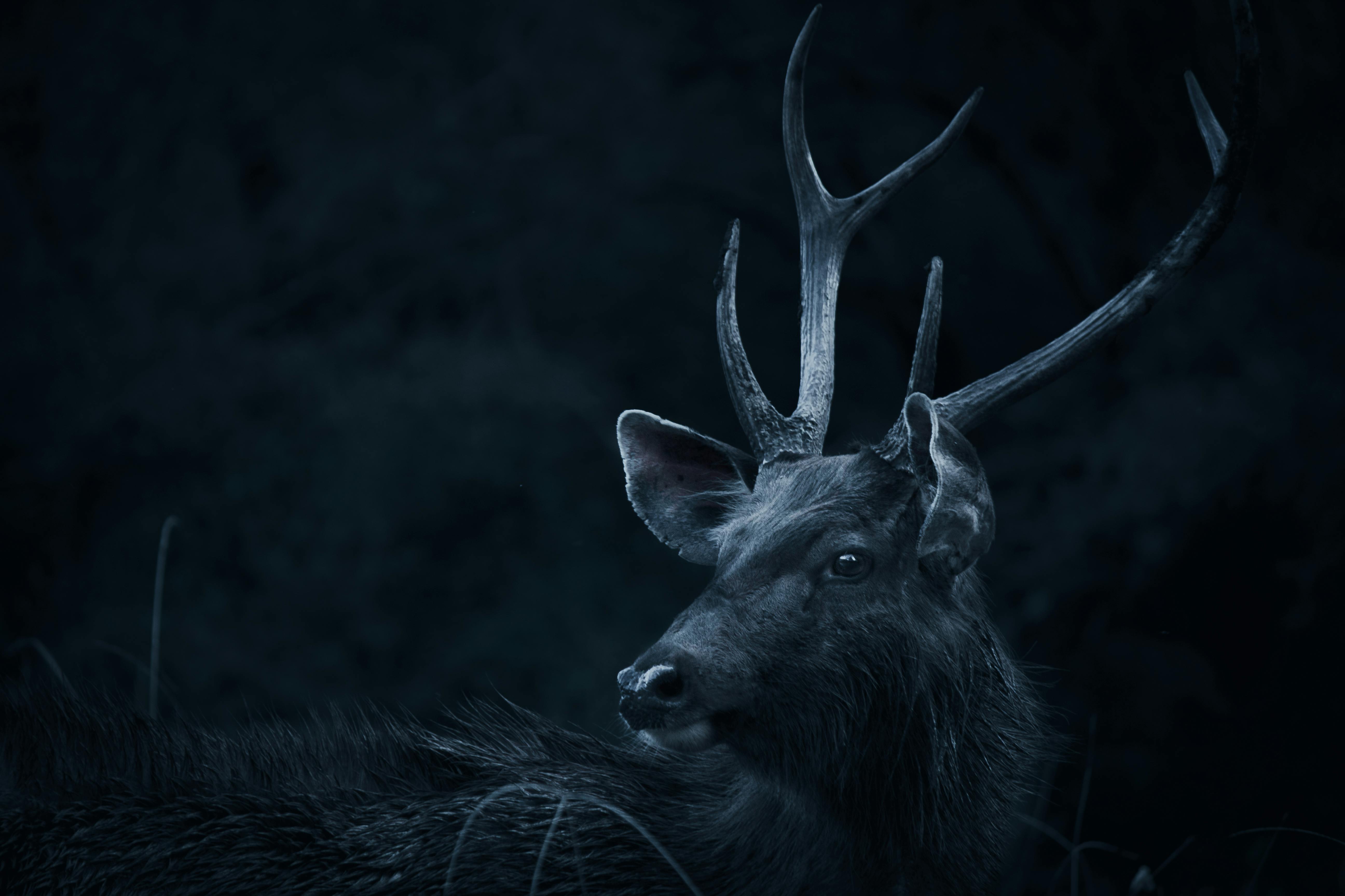 Wallpaper ID 57379  deer forest animals 4k free download