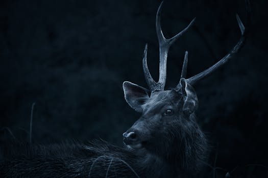 A captivating moody portrait of a Sambar deer with prominent antlers in a dark forest setting.