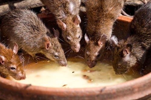 Free Bunch of Rats Feeding From a Bowl Stock Photo