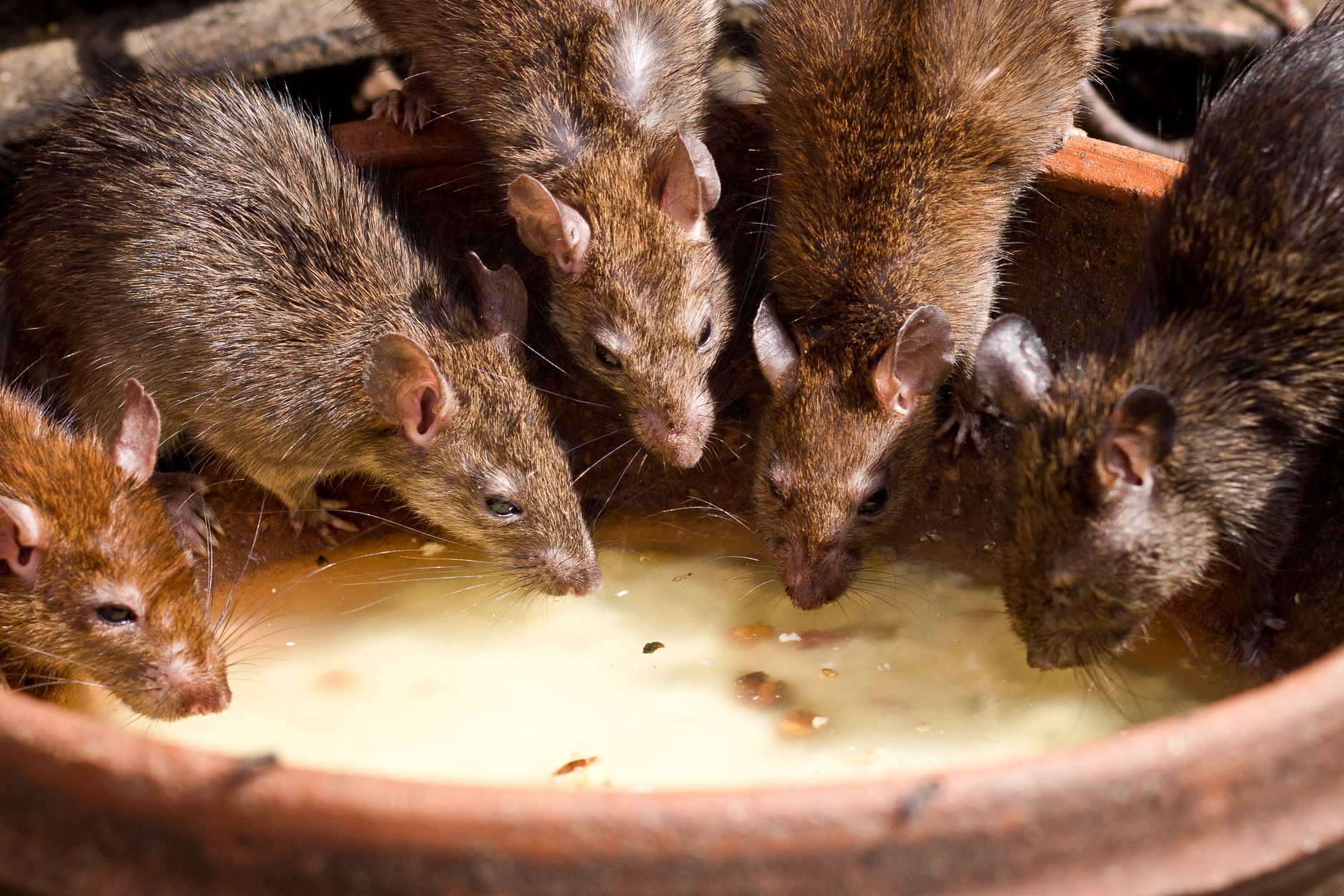 Portrait of a rat at a veterinary clinic