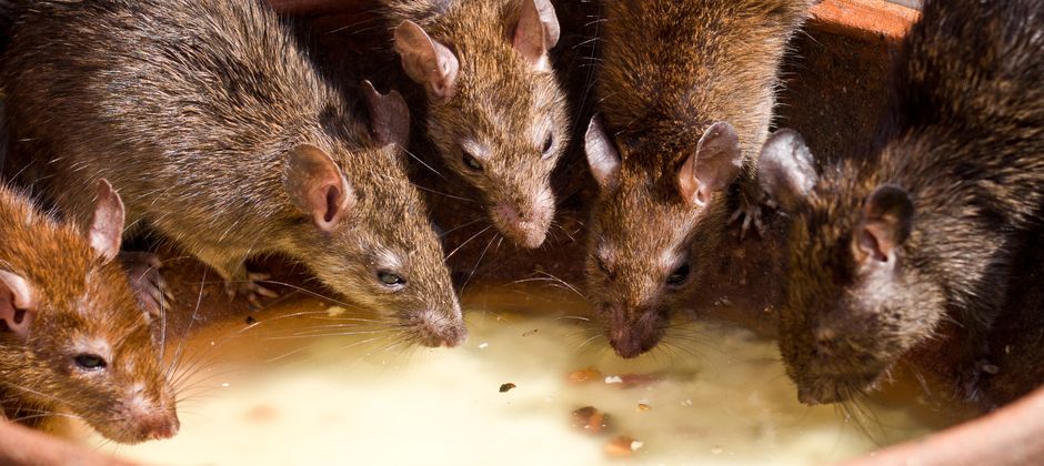 Brown rats feeding together outdoors — where there is one rat there is a food source and usually more