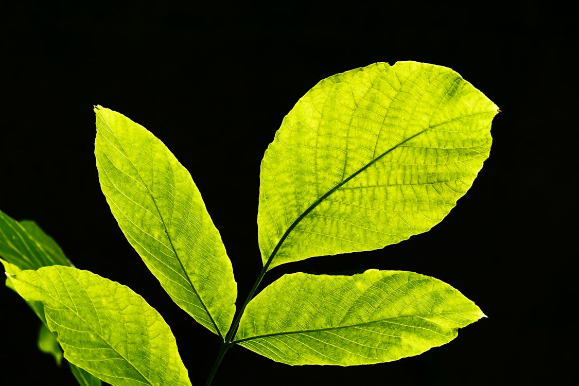 Free Green Leaf Plant Stock Photo