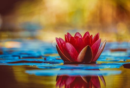 Free Selective Focus Photography of Red Waterlily Flower in Bloom Stock Photo