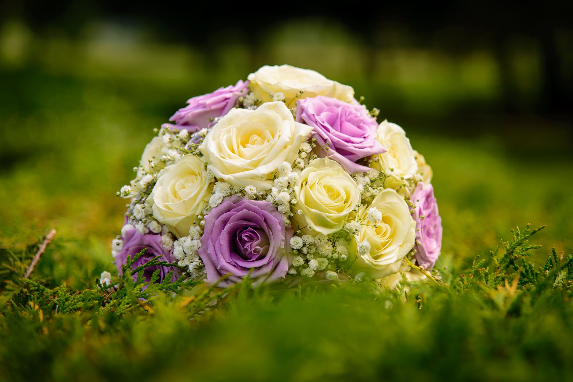 A stunning bouquet of white and purple roses nestled in lush greenery outdoors.