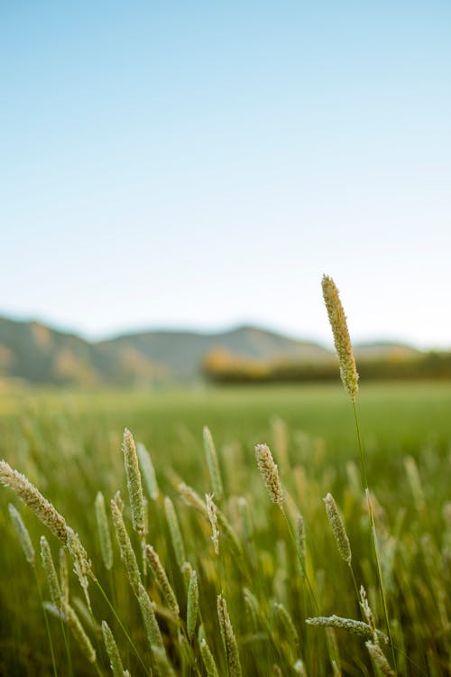 Selective Focus Photography of Grasses