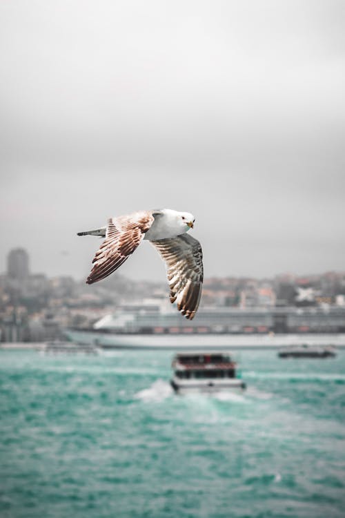 Foto stok gratis fosfor, foto analog, istanbul türkiye