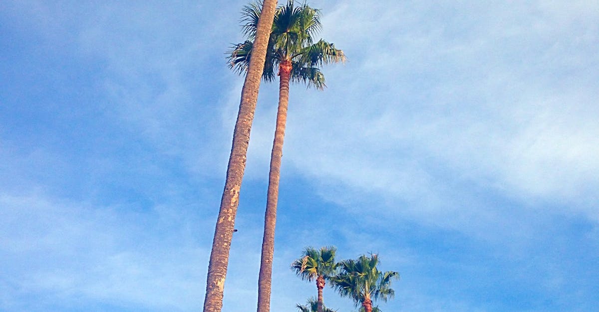 Free stock photo of nature, palm tree