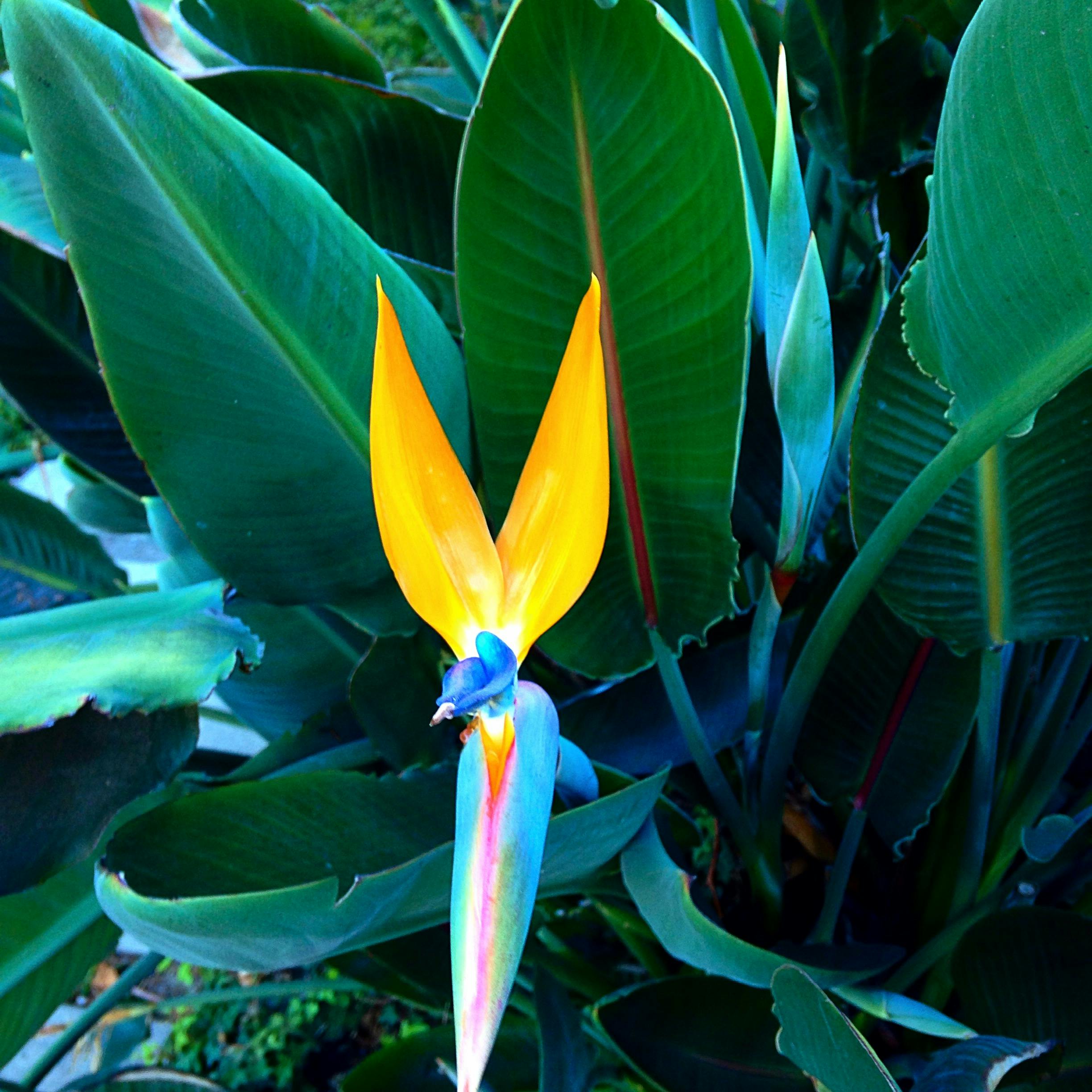 Free stock photo of beauty, bird of paradise flower, exotic