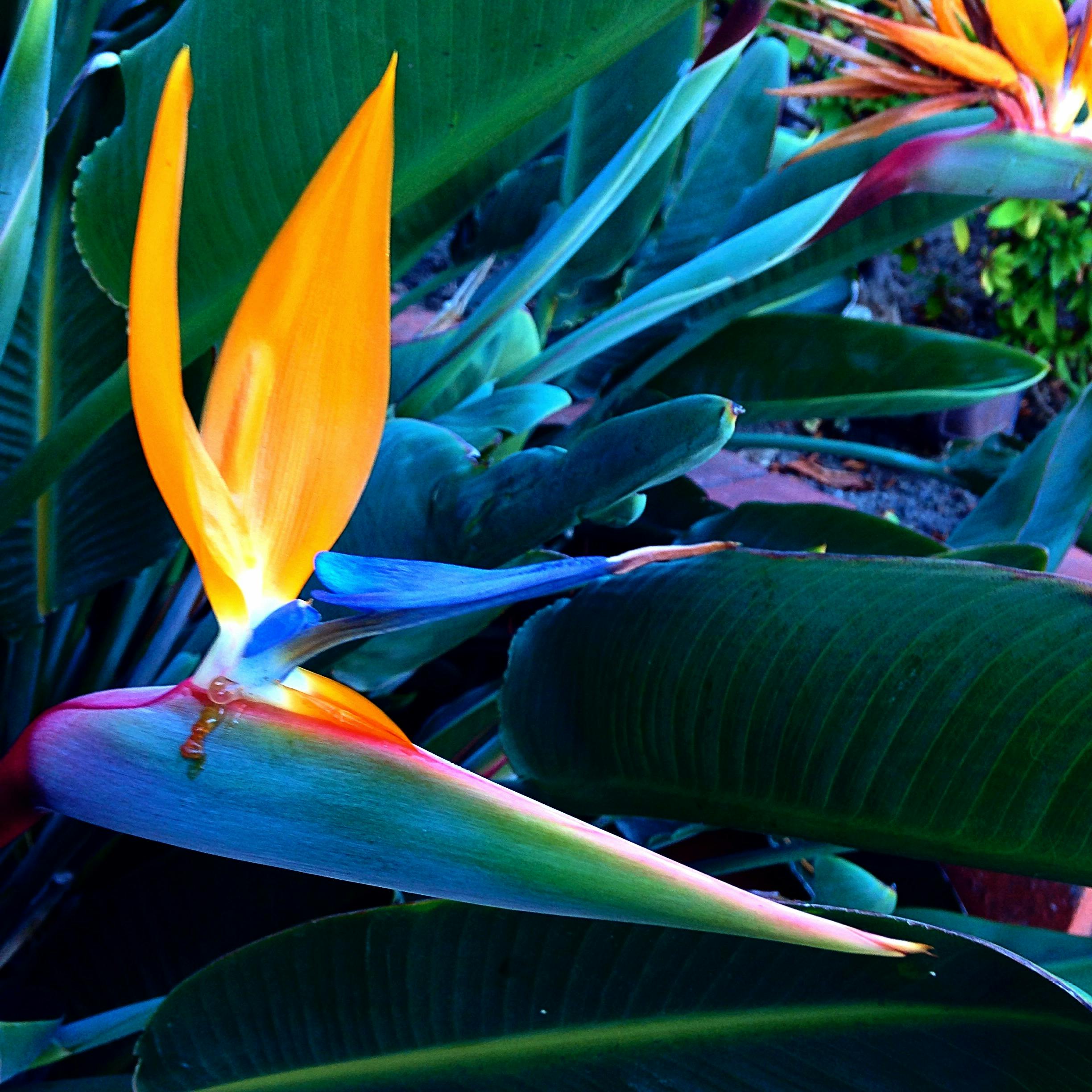 Free stock photo of bird of paradise flower, colors, Exotic flowers