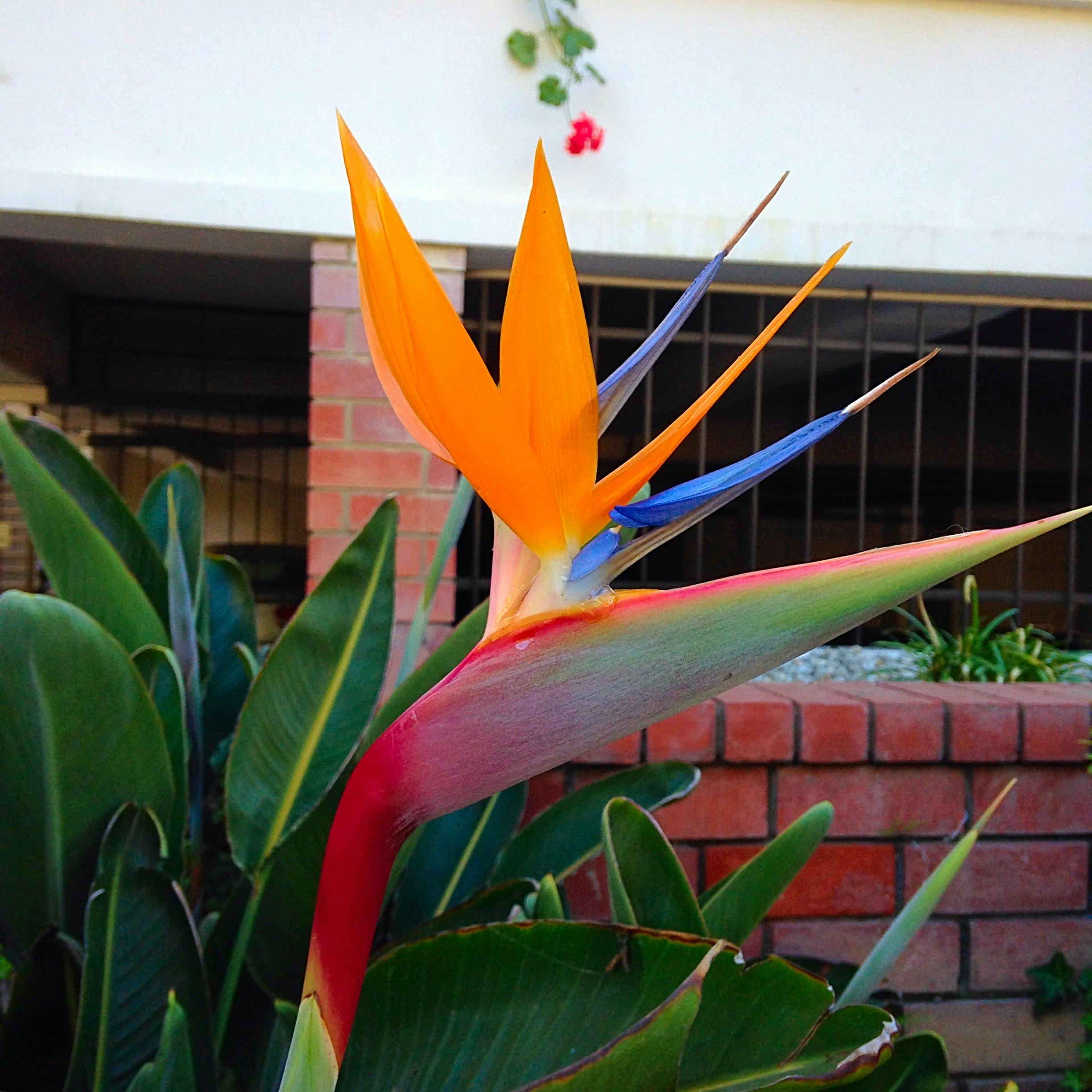 Free stock photo of bird of paradise flower, bright colors, colors