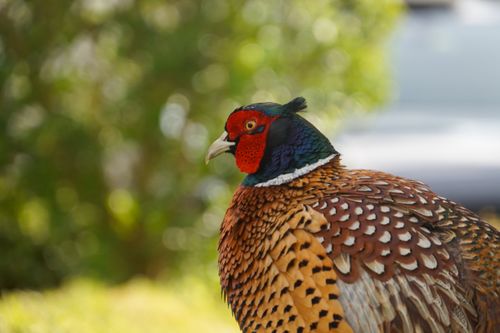 Free Close-up photo of a majestic pheasant displaying its colorful plumage in a natural outdoor setting. Stock Photo
