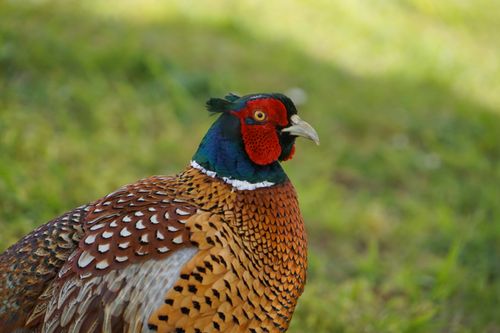 Free Close-up of a colorful pheasant in natural surroundings showcasing vivid feather details. Stock Photo