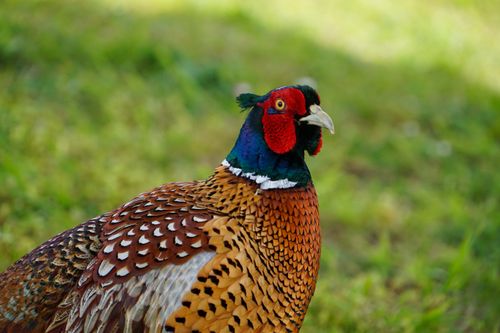 Free Close-up of a colorful male pheasant in its natural, rural habitat. Stock Photo