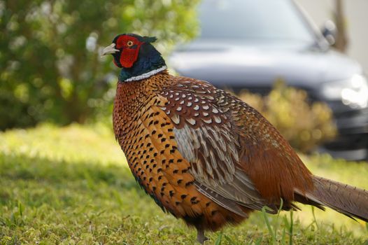 Pheasant (Cooked)
