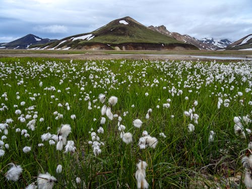 Darmowe zdjęcie z galerii z góra, islandia, islandia makowa