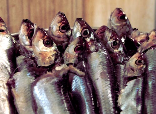 Free stock photo of sardines Stock Photo
