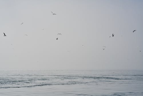 Птицы, летающие над спокойным морем