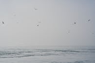 晴朗的天空下海鸥飞过平静的海洋的宁静场景