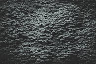 黑白图像中浓密的树叶形成了纹理图案，非常适合用作背景