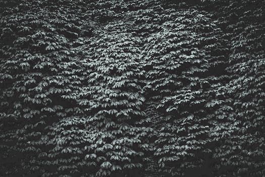 黑白图像中浓密的树叶形成了纹理图案，非常适合用作背景