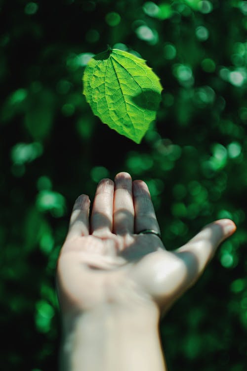 Photo of Person Catching Leaf