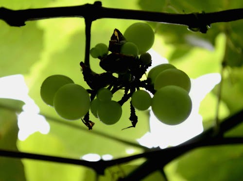 Free stock photo of grapes