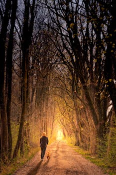 日落时分，一个人在宁静的森林小路上遛狗