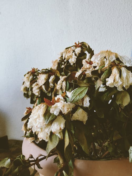 White Dried Flowers