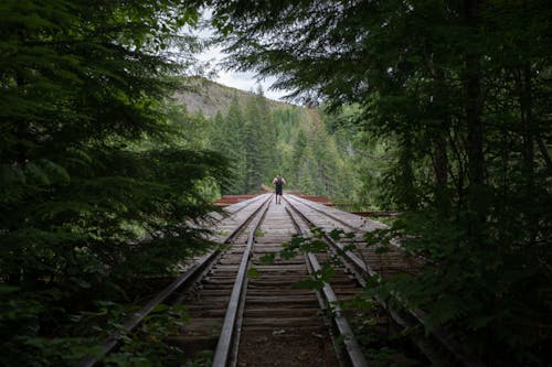 Rails De Sentier Gris Entre Les Arbres à Feuilles Vertes