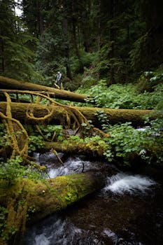 这片宁静的森林拥有瀑布和充满活力的绿色植物，非常适合自然爱好者