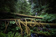 一个人穿越茂密、充满活力的森林中的长满青苔的原木，捕捉到了冒险的本质