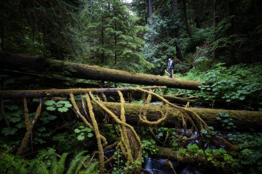 一个人穿越茂密、充满活力的森林中的长满青苔的原木，捕捉到了冒险的本质