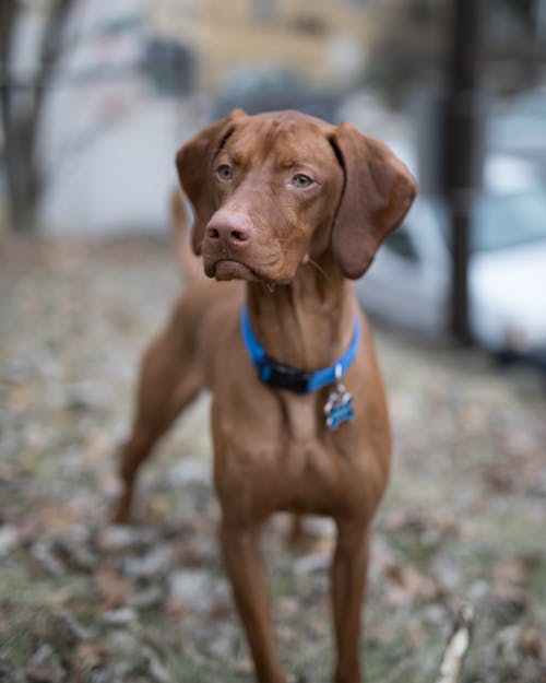 Free Brown Short-coat Dog Outdoor Stock Photo