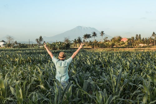 Man Standing at Middle of Cornfield