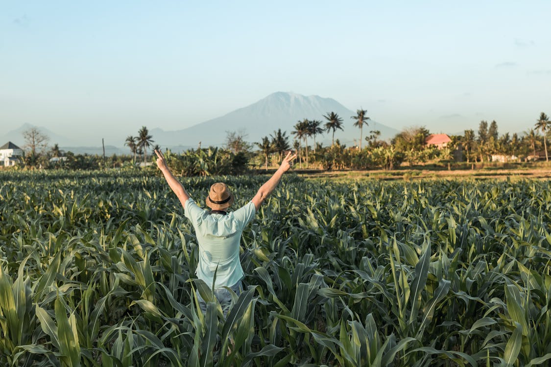 Foto stok gratis agrikultura, alam, Asia